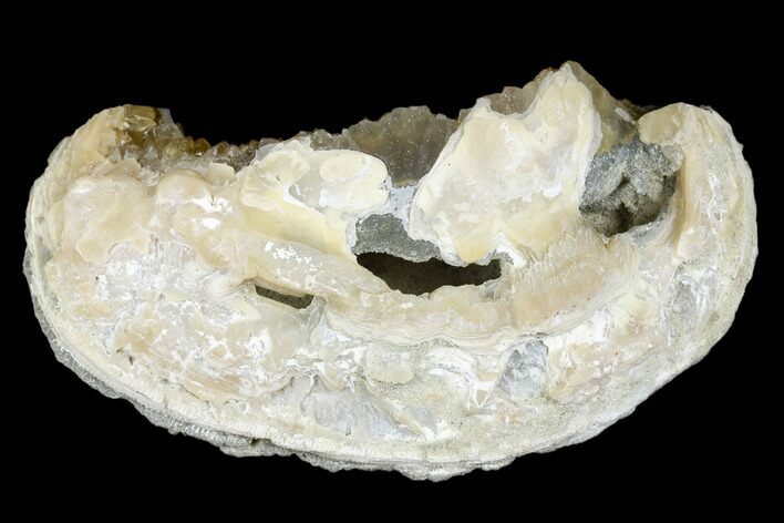 Fossil Clam with Fluorescent Calcite Crystals - Ruck's Pit, FL #177739